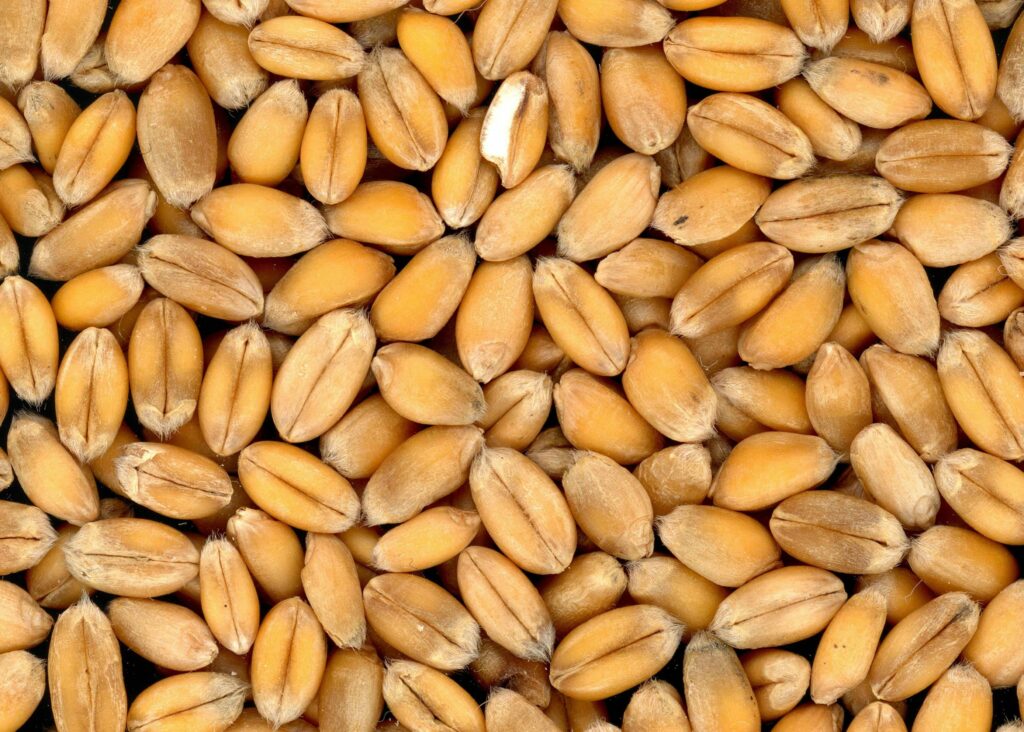 Grains, Protein